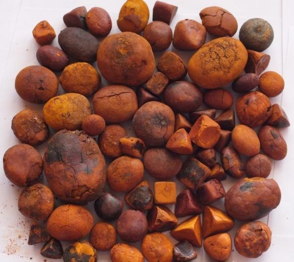  Gallstones Yellow Dried Cow Ox Gallstones - vegetable matter we supply animal products gallstones for sale we are a most trusted name among the topmost companies in this business involved in supplying of dried cow ox gallstones in istanbul istanbul turkey. ox gallstones cattle gallstones cow gallstones ox cattle gallstones in turkey. specification