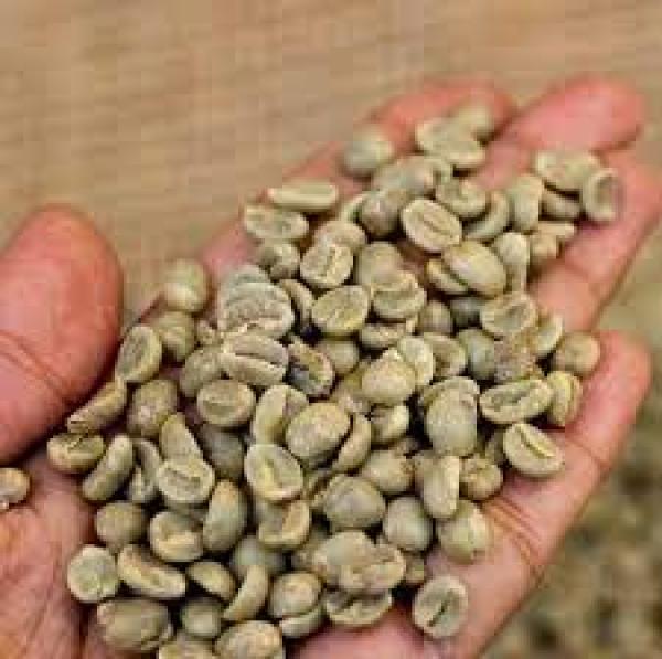  Arabica And Robusta Coffee Beans Green Coff - café cacao thé kenyan aa arabica coffee beans  specification robusta coffee r2 s13 on sieve screen 13  90% min moisture      13% max foreign matter   0.5% max black & broken   5% max foreign beans    0.1% robusta coffee r1 s16 on sieve scre
