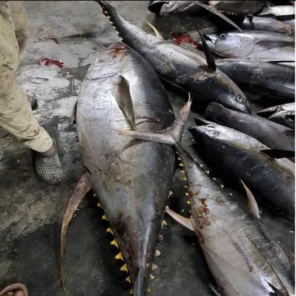  Thon Listao Congelé - poissons nous sommes fournisseurs en gros de poissons congel&eacute;s de premi&egrave;re qualit&eacute; tels que le thon le maquereau les sardines et autres fruits de mer congel&eacute;s. nous recherchons donc des acheteurs int&eacute;ress&eacute;s &agrave; nous contacter.