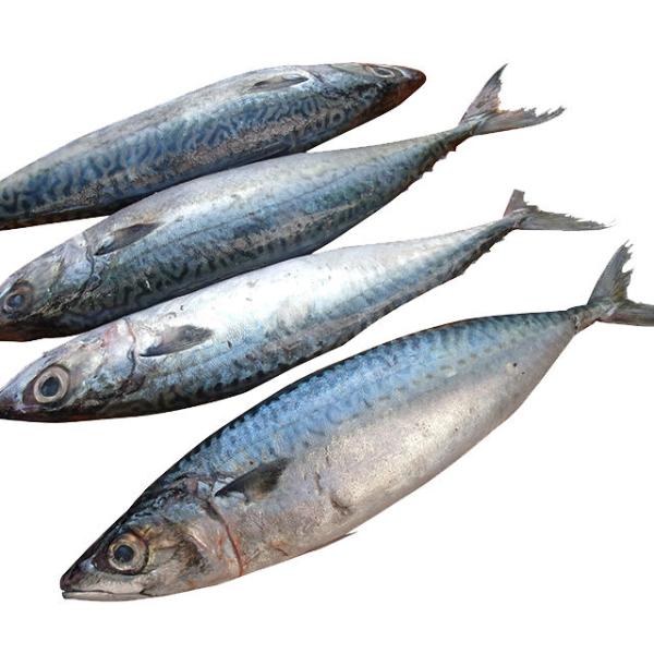  Maquereau Congelé,maquereau Du Pacifique - poissons nous sommes fournisseurs en gros de poissons congel&eacute;s de premi&egrave;re qualit&eacute; tels que le thon le maquereau les sardines et autres fruits de mer congel&eacute;s. nous recherchons donc des acheteurs int&eacute;ress&eacute;s &agrave; nous contacter.