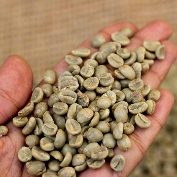  Arabica Coffee - coffee cocoa tea currently we we both green beans roasted beans green arabica and robusta coffee for sale in huge quantities at our wholesale in nairobi at best competitive cif / cfr prices. our customers are free to visit our warehouse for inspections and due diligence before transaction as we value long term bu