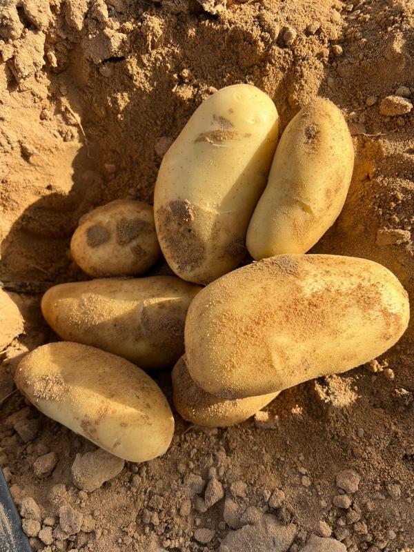  Vente Pomme De Terre De La Tunisie - fruits et légumes  nous faisons le conditionnement et l'exportation de pommes de terre depuis la tunisie vers tous le monde notre produit est fournie avec certificat phytosanitaire et certificat de contr&ocirc;le technique nous proposons le meilleure prix du march&eacute; n'h&eacute;siter par &agrave; nou