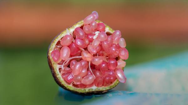  Citron Caviar Red Champagne - fruits et légumes producteur d’agrumes situ&eacute; dans la plaine de la mitidja – boufarik (alg&eacute;rie) nous proposons du citron caviar – vari&eacute;t&eacute; red champagne cultiv&eacute; sur un terroir fertile &agrave; climat m&eacute;diterran&eacute;en reconnu pour la qualit&eacute; de ses productions agru