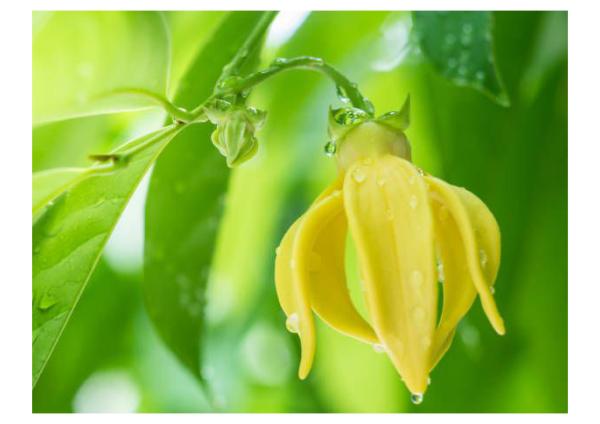  En Développement - huiles  je me lance dans un projet de vente d’huile essentielle d’ylang ylang pour commencer je souhaite trouver fournisseurs de haute qualit&eacute; conseillers ainsi que partenaires pour un business localis&eacute; sur la france et dubai. contactez moi pour toutes informations ! a une prochain