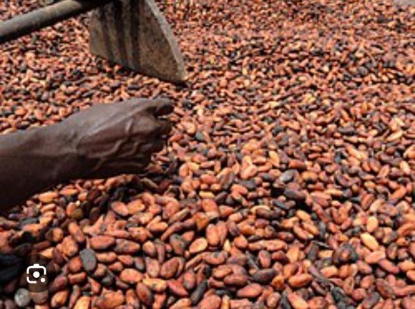  Achat De Produit Agricole Cacao Café - café cacao thé une soci&eacute;t&eacute; coop&eacute;rative recherche des fournisseurs de cacao qui on des difficult&eacute;s de d&eacute;chargement a abidjan de bien vouloir nous contacter pour une collaboration. prix du conseil caf&eacute; cacao offre exclusivement r&eacute;serv&eacute;e au.societe coo