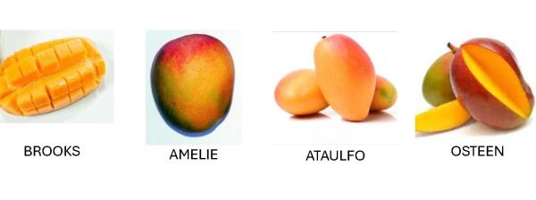  Mangue Toutes Varietes Kent, Ataulfo,... - fruits et légumes mangue toutes varietes kent ataulfo brooks palmer osteen nous cherchons des partenaires pour la mise en place d'un r&eacute;seau de distribution de la mangue sur le plan international. ci dessous nos fruits et l&eacute;gumes exotiques . 01. mangue (toutes vari&eacute;t&eacute;s)