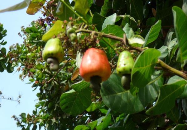  Noix De Cajou Grillée Et Ou Salée - fruits secs et graines grillées  nous vous proposons des noix de cajou grill&eacute;es et ou sal&eacute;es en provenance de bondoukou (c&ocirc;te d’ivoire). bondoukou est la ville r&eacute;put&eacute;e pour la qualit&eacute; et la quantit&eacute; de ses noix de cajou en c&ocirc;te d’ivoire. nous poss&eacute;dons plusie