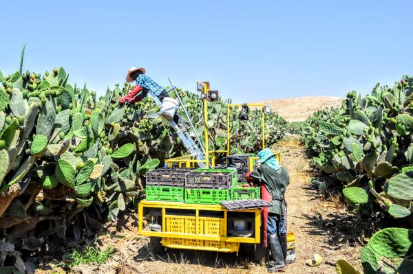  Vente D'huile De Pépins De Figues De Barbarie - huiles vous propose &agrave; la vente une huile de p&eacute;pins de figue de barbarie 100 % pure et bio 1&eacute;re extraction &agrave; froid. disposons de toutes les certifications ecocert/cosmos/usda organic. nous sommes des professionnels de la figue de barbarie bio depuis plus de 50 ans et exportons