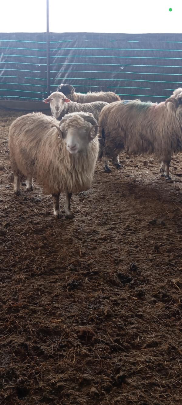  Premium Livestock - live animals we are looking to colaborate with europe and others we are doing all kind of livestock . we can supply also with seeds oil cereals. for any questions you can e mail us romanian farms thank you