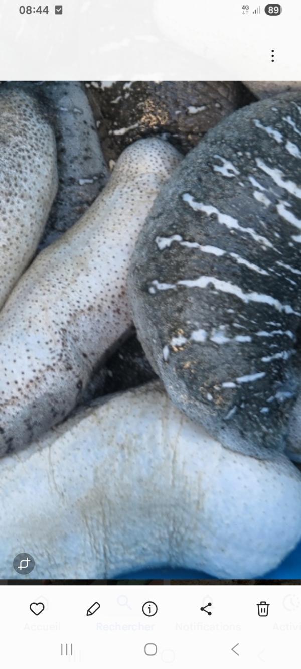  Comconbre De Mer De Madagascar - coquillage crustacé vasah de madagascar vend en grosse quantit&eacute; comconbre de mer de tr&egrave;s bonne qualit&eacute; vente sur tananarive seulement  trico extra cojapa n&eacute;gociable sur place .