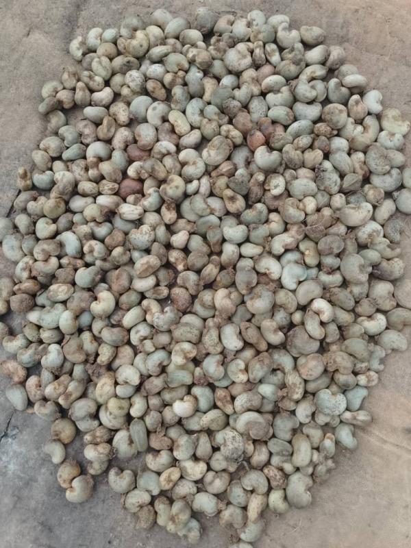  Offre Noix De Cajou Brutes (rcn) - fruits secs et graines grillées offre – noix de cajou brutes (rcn) – c&ocirc;te d’ivoire – campagne 2026 origine c&ocirc;te d’ivoire r&eacute;colte 2026 nc ~180 kor disponibles 45+ / 47+ / 49+ / 50–52 humidit&eacute; conforme standard export mati&egrave;res &eacute;trang&egrave;res max 1% conditionnement sacs 