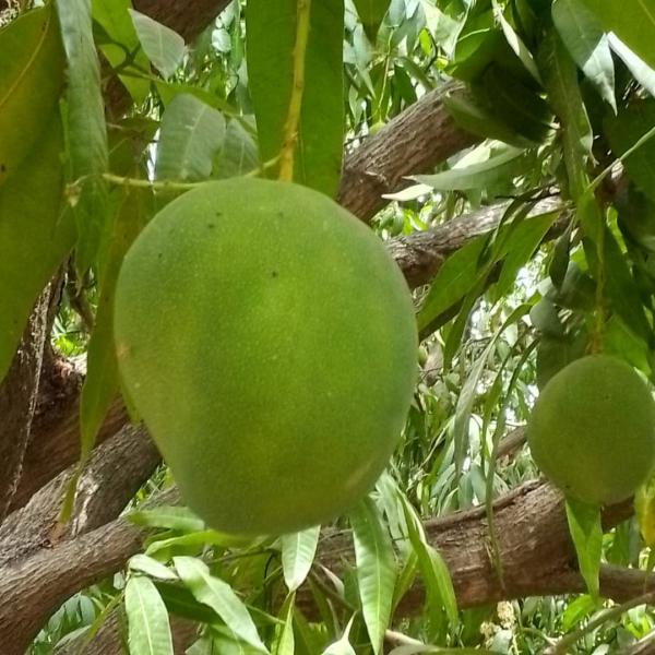  Mangue Kent /amelie - fruits et légumes  ch&egrave;re tous nous avions le plaisir de vous annonce le depuis de la compagne de mangue au mali pour tout commande veuille nous contacte 