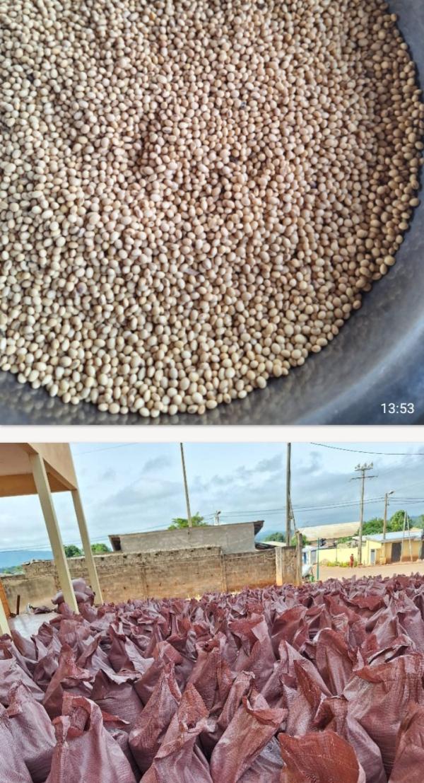  Soja Non Ogm Côte D’ivoire Campagne 2026 - céréales offre – soja non ogm – c&ocirc;te d’ivoire – campagne 2026 origine c&ocirc;te d’ivoire r&eacute;colte 2026 prot&eacute;ine min 39 85 % huile min 19 90 % humidit&eacute; max 10 40 % mati&egrave;res &eacute;trang&egrave;res max 0 05 % grains cass&eacute;s max 1 5 % puret&eacute; 