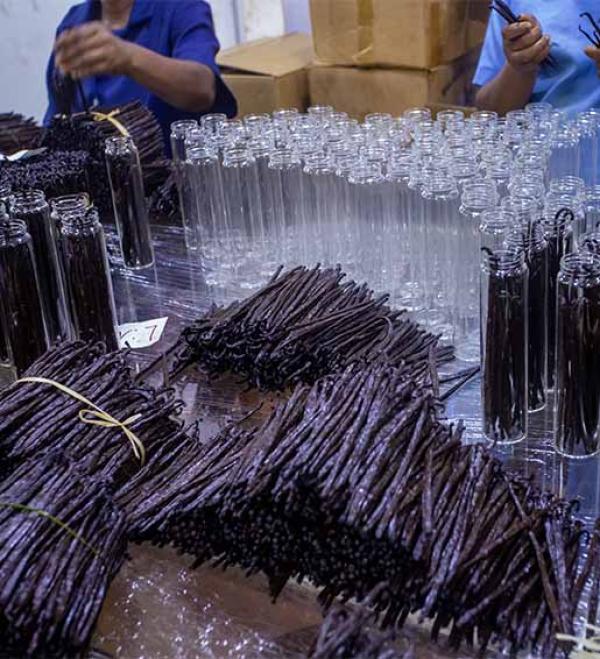  Fournisseur Exportateur De Vanille Gourmet - épices aromates nous sommes une soci&eacute;t&eacute; bas&eacute;e &agrave; madagascar sp&eacute;cialis&eacute;e dans la collecte la pr&eacute;paration et l’exportation de vanille bourbon de haute qualit&eacute;. nous proposons vanille gourmet (16–20 cm taux d’humidit&eacute; ma&icirc;tris&eacute; 30–35%) 