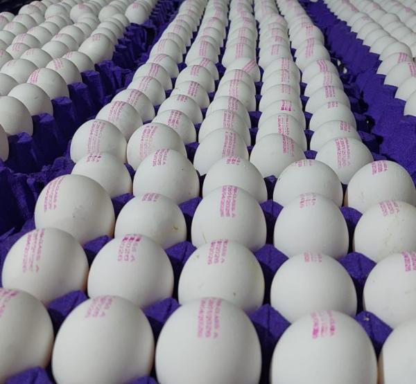  Blancs Œufs Frais White Fresh Eggs - meat and eggs taille  xl nombre de plateaux au r&eacute;frig&eacute;rateur  931 360 &oelig;ufs par plateau prix par plateau fob  42 50 usd origine  syrie fresh eggs size xl number of trays in refrigerator 931 360 eggs per tray price per tray fob 42.50 usd origin syria