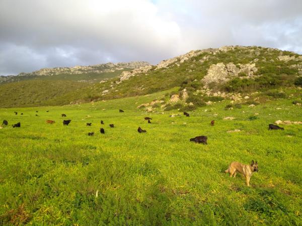  Murciana Grenadina - animaux vivants en raison d’un s&eacute;jour prolong&eacute; &agrave; l’&eacute;tranger je vends tous mes ch&egrave;vres murciana granadina en bonne sant&eacute;. les animaux sont bien soign&eacute;s adapt&eacute;s &agrave; la production de lait et &agrave; l’&eacute;levage disponibles dans la r&eacute;gion de