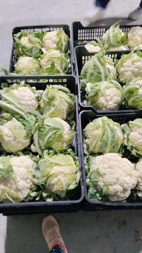  Fruits Légumes - fruits et légumes  nous sommes fournisseur de tous fruits et l&eacute;gumes de la tunisie produit fourni avec certificat phytosanitaire et certificat de contr&ocirc;le techniques. veuillez nous contacter pour avoir notre offre de prix et la liste de produits. 