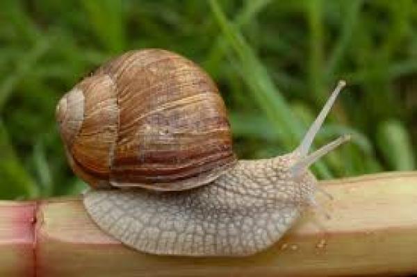  Edible Helix Minima Maxima Contract Buyers - live animals we are looking for interesting parties to partner with in snail production (edible helix minima or maxima snails) we are a small farmer interesting to start contract farming for potential clients with a steady requirement. we are bases in south africa. 