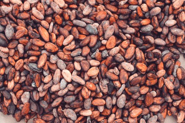  African Bussiness Consulting Est La Pour Vous - café cacao thé fournisseur de noix de cajou naturelles en provenance de guin&eacute;e des noix de karit&eacute; du cacao des produits soigneusement s&eacute;lectionn&eacute;s disponibles en grande quantit&eacute; livraison possible partout dans le monde. nous recherchons collaboration s&eacute;rieuse et profe
