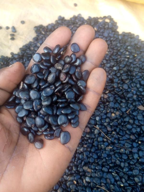  Vente Des Semences De Campêché - semence graine plant en vente des semences de campeche livrables a l'international. semences traitees avec un taux de germination eleve. aujourd'hui mettons en lumiere les benefices attrayants du campeche (haematoxylum campechianum) un arbre aux multiples vertus qui peut transformer votre maison en un veritable ha