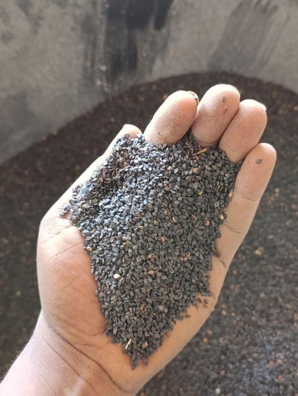  Sésame Noir - autres  nous disposons au b&eacute;nin d'une grande quantit&eacute; de s&eacute;same noir d&eacute;j&agrave; stock&eacute; et pret &agrave; etre liquid&eacute; . nous sommes &agrave; la recherche de clients s&eacute;rieux pour la vente