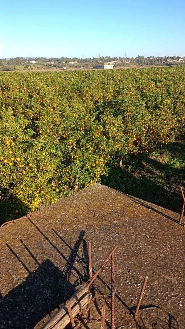  Vent Hectares Orange Valenciennes - fruits et légumes  nous vendons la production 4 hectares sur harbre d 'orange navelle au maroc region ksar el kebir. vous pouvez nous joindre par mail