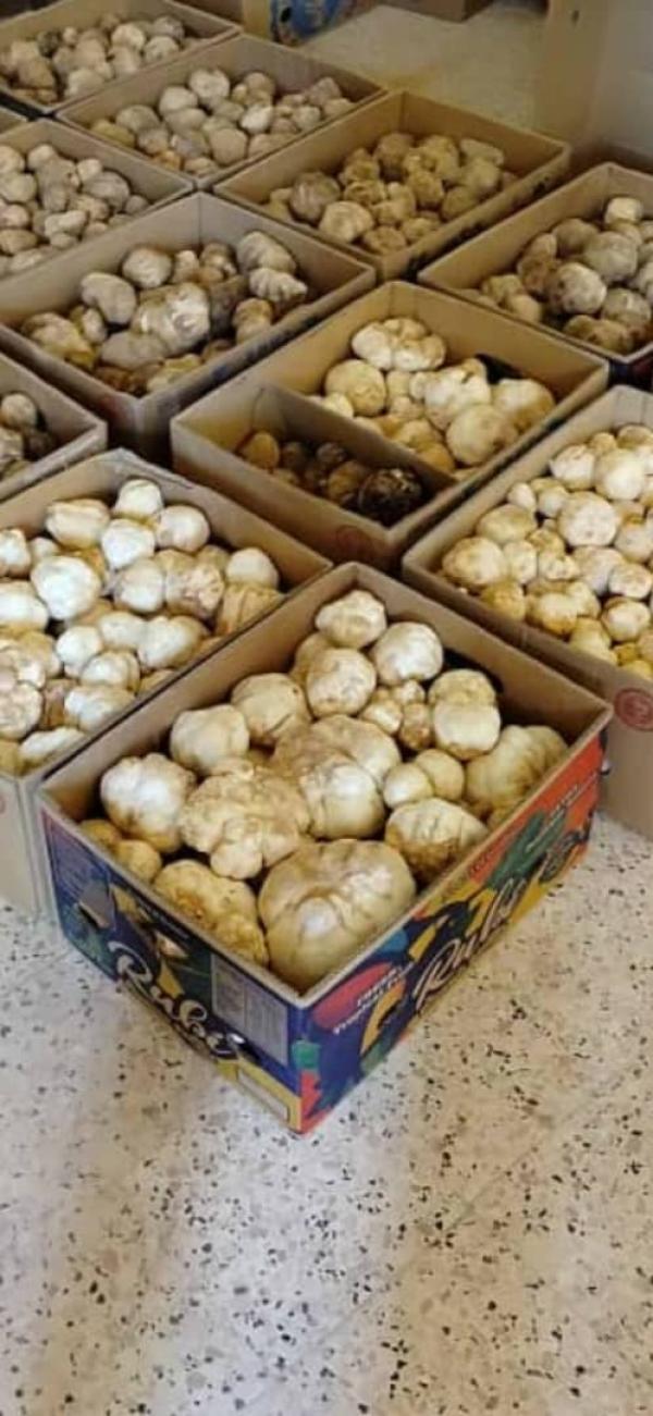  Truffe Du Désert Fraîche Terfesse - fruits et légumes truffe du d&eacute;sert fra&icirc;che / terfesse de bonne qualit&eacute; origine le desert d'algeri&eacute; n'h&eacute;site pas a me contacter 