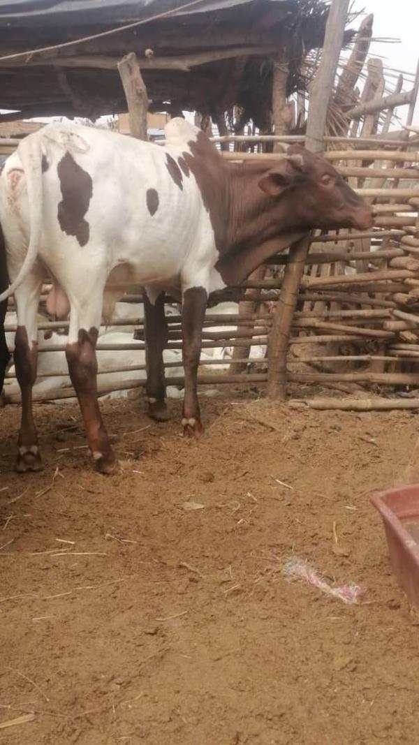  Je Cherche Un Partenaire Embauche Bovine - animaux vivants  je cherche un partenaire pour embauche bovine dans ma ferme bien cl&ocirc;tur&eacute; sur une superficie de 8 hectares au bord du fleuve au mali a 150 km de bamako je cherche un partenaire qu'on puisse travailler a longue terme 