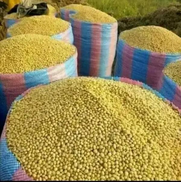  Soja Non Ogm - fruits secs et graines grillées . comment allez vous ? nous sommes &agrave; la recherche des fournisseurs br&eacute;siliens ou non pouvant fournir 450.000 tonnes de soja bio d'origine br&eacute;silienne par mois si vous etes int&eacute;ress&eacute; par cette demande faites nous part du prix et les modalit&eacute;s de 