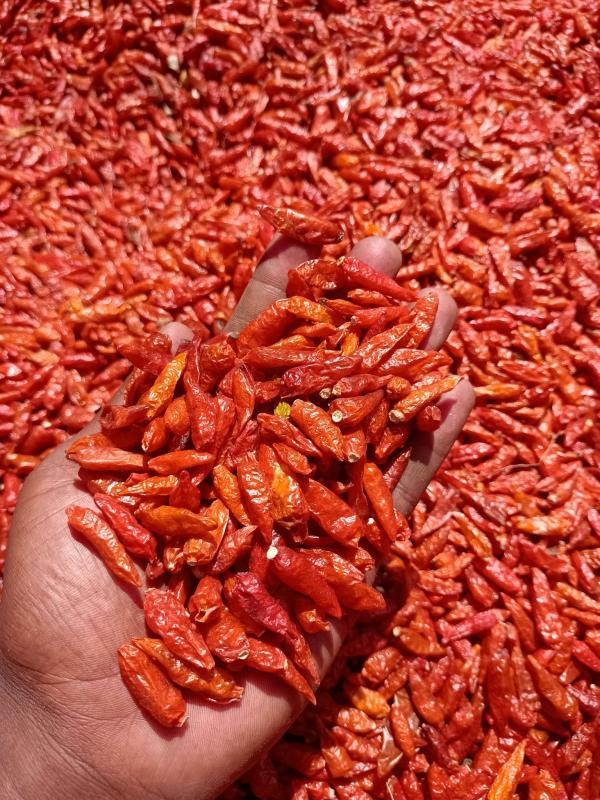  Piment Bec D'oiseau - épices aromates suis producteur de piment bec d'oiseau ici &agrave; madagascar je cherche d'acheteurs pour mes produits.je produits 1 &agrave; 3 tonnes de piment bec d'oiseau par mois du piments frais si vous avez passer de commande n'h&eacute;sitez pas &agrave; me contacter suis dispo pour &eacute;ventuel entreti