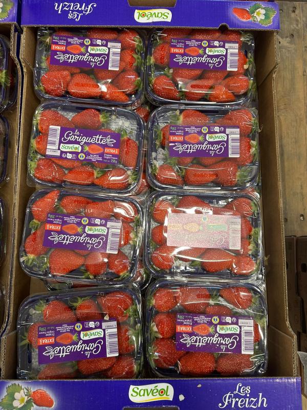  Fraise Gariguette France - fruits et légumes la fraise gariguette est l’une des vari&eacute;t&eacute;s fran&ccedil;aises les plus appr&eacute;ci&eacute;es pour sa qualit&eacute; gustative exceptionnelle. reconnaissable &agrave; sa forme allong&eacute;e et sa couleur rouge orang&eacute; brillante elle offre une chair juteuse parfum&eacute;e