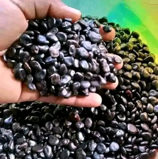  Graines De Campeché - semence graine plant de nouvelle r&eacute;colte des graines de campech&eacute; pour cl&ocirc;turer vos fermes sans beaucoup d&eacute;penser disponible en grande quantit&eacute; chez nous avec un prix de 15000 fcfa/ kg . commande minimale 5 kg avec possibilit&eacute; de livrer dans la sous r&eacute;gion et l'exp&eacute;d