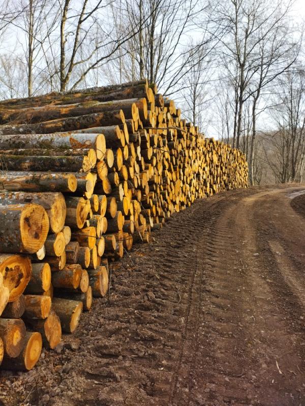  Bois De Chauffage - bois charbon fibre 500 st&egrave;res de billons de hetre ou chene en longueur de 4m&egrave;tre+10cm livraison par camion plateau de 60 st&egrave;res prix ; par camion 2400  distance 20km sup&eacute;rieur a 20 km prix sur devis 