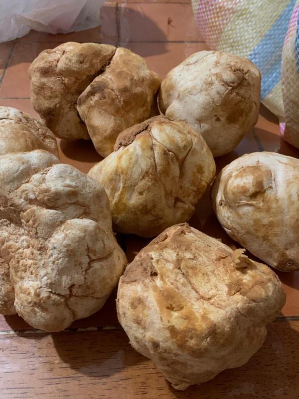  Truffes Du Désert De Qualité - champignon levure nous proposons des **terfes** (truffes du d&eacute;sert) de grande qualit&eacute; r&eacute;colt&eacute;es dans les r&eacute;gions sahariennes d'alg&eacute;rie. ces champignons sauvages exceptionnels sont tr&egrave;s pris&eacute;s pour leur saveur unique et leurs qualit&eacute;s nutritionnelles rema