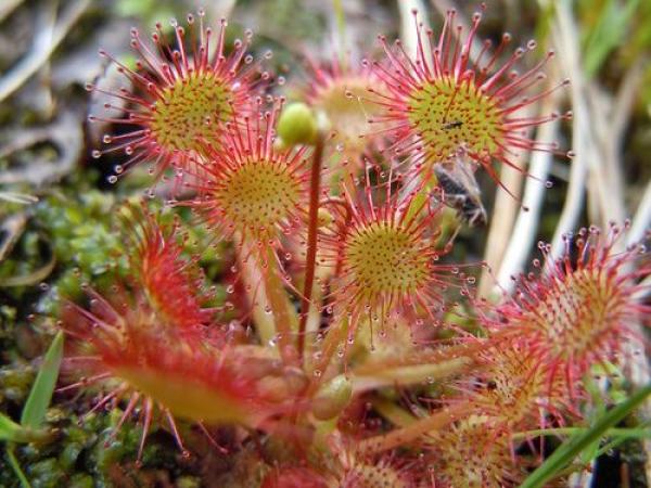  Recherche Drosera Ramentacea Madagascar - matiere vegetale nous recherchons des personnes collecteurs ou producteurs &agrave; madagascar disposant de drosera ramentacea. si vous avez acc&egrave;s &agrave; cette plante ou pouvez en fournir nous sommes int&eacute;ress&eacute;s pour &eacute;tablir un partenariat d’achat. nous &eacute;tudions toute prop