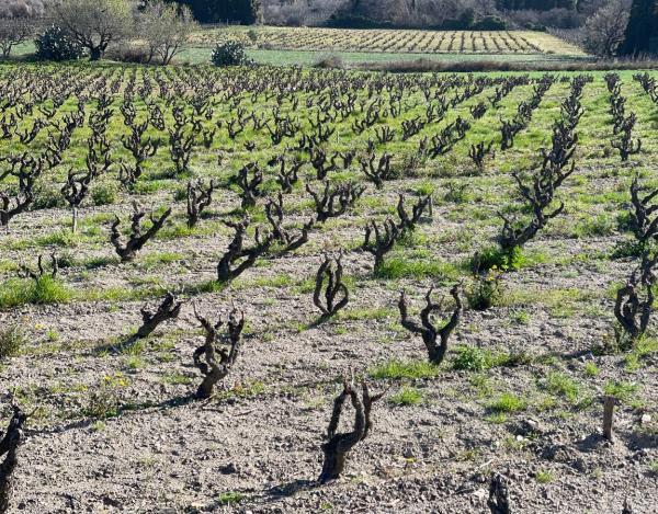  Hommes Déracinés Modèle Gobelet - bois charbon fibre  les vignes recherch&eacute;es (d&eacute;racin&eacute;es) sont de pr&eacute;f&eacute;rence des gobelets mod&egrave;les. offrent des lots allant de 4000 &agrave; 50 000 pi&egrave;ces.