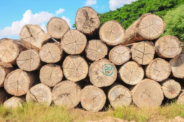  Bois De Teck - bois charbon fibre nous vendons des bois de teck d&eacute;j&agrave; en tronc et d autres en plant. ce sont les bois de 20 ans d age. iles tronc ont 36 centim&egrave;tres de diam&egrave;tre moyen et 7 m&egrave;tres de longueur moyenne. de tr&egrave;s bons bois pour vos projets.