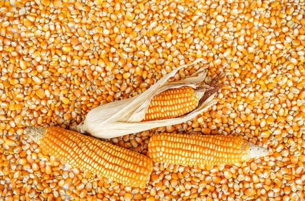  Le Mais Jaune En Grain - céréales nous vendons du maïs jaune bien sec. nous en avons en quantit&eacute; &agrave; abidjan et aussi &agrave; l'int&eacute;rieur du pays. nous avons les meilleures graines de maïs de la c&ocirc;te d'ivoire.