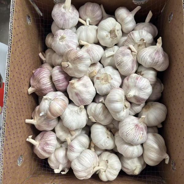  D'ails - fruits et légumes je suis a la recherche des clients de vente d'ail et autres. je r&eacute;side en cote d'ivoire pr&eacute;cis&eacute;ment a abidjan 