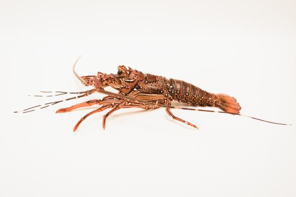  Langoustes Vivantes De Madagascar - coquillage crustacé sarl malgache familiale cr&eacute;&eacute;e en 2010. elle est sp&eacute;cialis&eacute;e dans la commercialisation &agrave; l’international de langoustes vivantes de madagascar. nous disposons d’un site d’exploitation de 1000m² agr&eacute;&eacute; pour l’exportation de langoustes vivantes situ&eacute