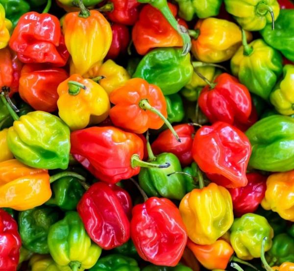  Piment Frais - fruits et légumes nous disposons de piment frais de tr&egrave;s bonne qualit&eacute; en quantit&eacute; pour vous fournir chaque mois sur les 12 mois de l ann&eacute;e. commandez simplement et vous serez livres partout dans le monde 