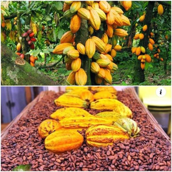  Le Cacao - café cacao thé j'ai du produit cacao en stock dans mon magasin et je cherche un partenaire fiable pour la livrer . c'est au moins 100 cent tonnes de stock que l'int&eacute;ress&eacute; me contacte pour discuter le prix 