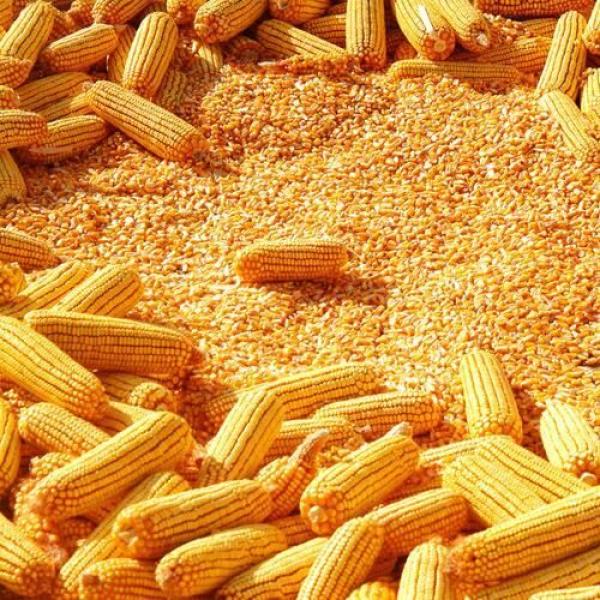  Aliment Pour Animaux Base De Maïs Jaune - aliments pour animaux nous sommes fournisseurs en gros de maïs jaune de premi&egrave;re qualit&eacute; pour l'alimentation animale de maïs blanc de maïs jaune pour l'alimentation humaine de soja et de tourteau de soja ainsi que d'autres aliments pour animaux comme la farine de poisson. nous recherchons des acheteurs 