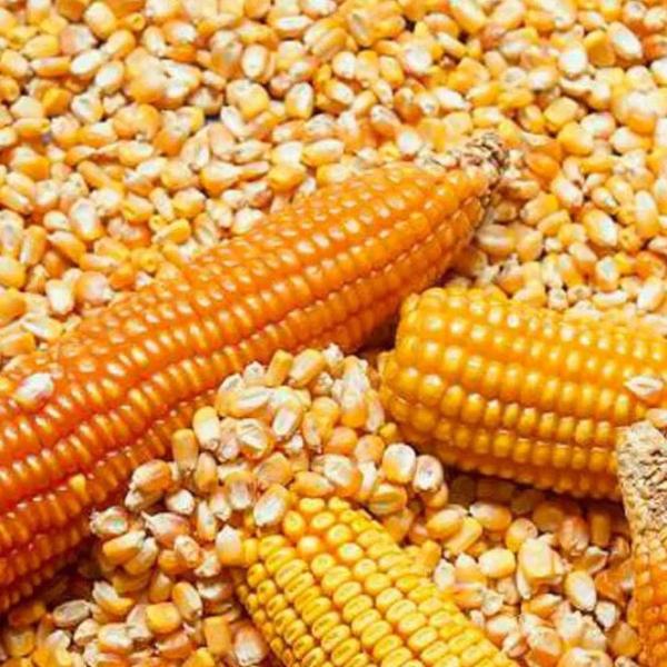  Vente De Maïs Jaune - aliments pour animaux nous sommes fournisseurs en gros de maïs jaune de premi&egrave;re qualit&eacute; pour l'alimentation animale de maïs blanc de maïs jaune pour l'alimentation humaine de soja et de tourteau de soja ainsi que d'autres aliments pour animaux comme la farine de poisson. nous recherchons des acheteurs 