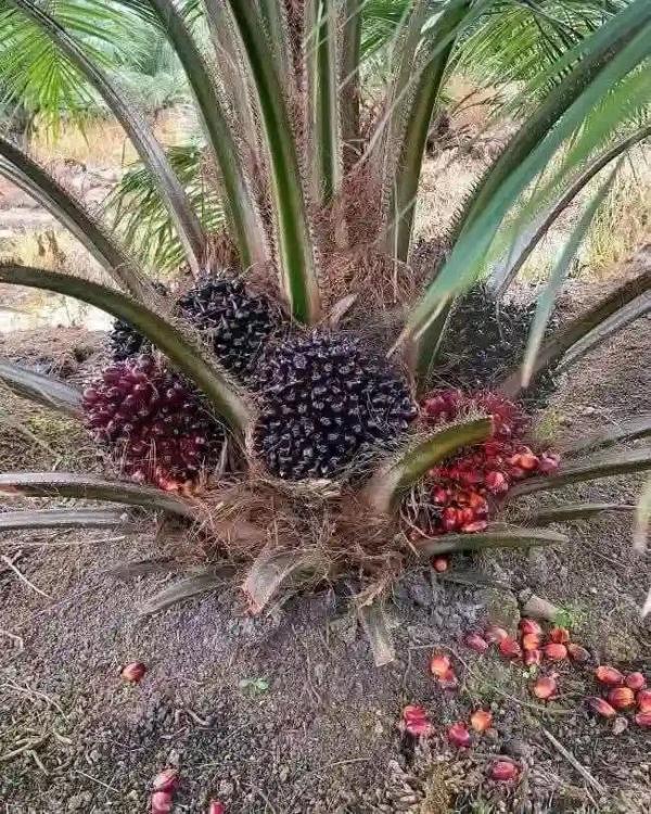 Vente De Pépinière De Palmier Huile - semence graine plant chers tous assurez votre s&eacute;curit&eacute; financi&egrave;re en investissant dans la culture du palmier &agrave; huile qui produit &agrave; partir de trois (03) ans avec les graines germ&eacute;es du cnra c&ocirc;te d ivoire. p&eacute;pini&egrave;res de qualit&eacute; tenera f1 disponible part
