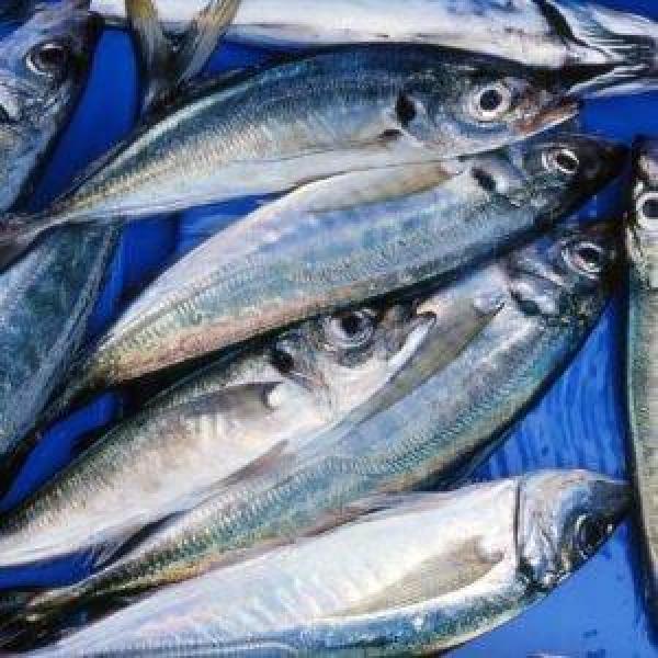  Poissons Du Maroc - poissons passons du maroc disponibles chinchard maquereaux sardines etc livraison partout et rapide. veuillez me contacter par whatsapp ou parl mail 