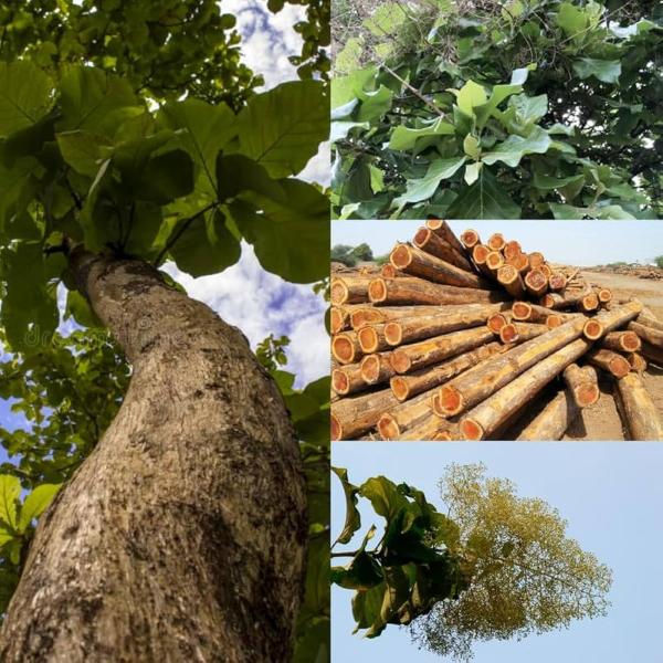  Bois De Teck Voici Les Avantages Du Bois De - matiere vegetale voici les avantages du bois de teck  *r&eacute;sistance* tr&egrave;s r&eacute;sistant aux intemp&eacute;ries &agrave; l'eau et aux insectes *imputrescibilit&eacute;* ne pourrit pas meme en milieu humide *durabilit&eacute;* tr&egrave;s longue dur&eacute;e de vie (jusqu'&agrave; 10