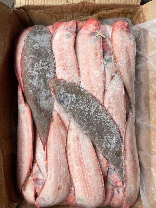  Poissons Surgelés - poissons bad&egrave;che rouge / bad&egrave;che ; vivaneau africain rouge ; dorade / daurade ; m&eacute;rou (jaune blanc noir) ; dorade ray&eacute;e ; dorade royale ; dorade sar ; chopa ; dorade grise ; pargo ; rascasse ; m&eacute;rou rouge ; fl&eacute;tan royal / turbot ; sole tigre ; sole roche ; sole lim