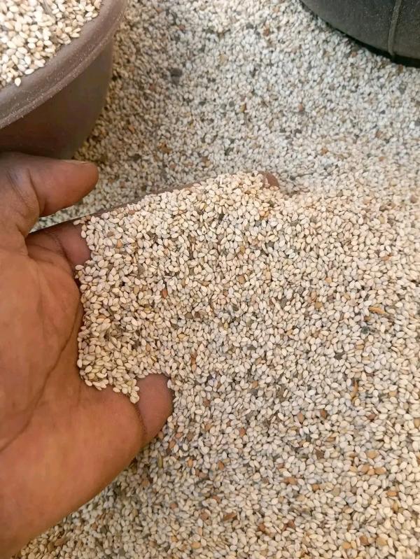  Sésame Blanc - céréales l'entreprise burkinab&egrave; d’agro n&eacute;goce et aliment bas&eacute;e &agrave; ouagadougou met sur le march&eacute; un stock important de s&eacute;same blanc de premi&egrave;re qualit&eacute;. notre produit provient de la r&eacute;gion r&eacute;put&eacute;e de kano au nig&eacute;ria et est pr