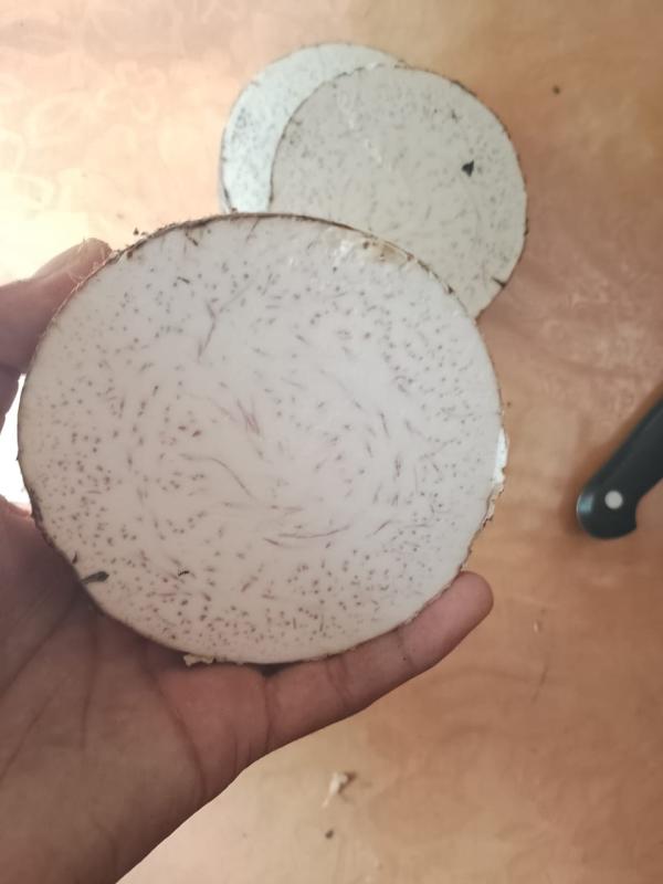  Offre D’exportation Taro Songe De Qualité - fruits et légumes nous proposons &agrave; la vente du taro (songe) en grande quantit&eacute; soigneusement s&eacute;lectionn&eacute; pour r&eacute;pondre aux exigences du march&eacute; international. caract&eacute;ristiques du produit calibre 600g minimum par tubercule qualit&eacute; tri rigoureux prod